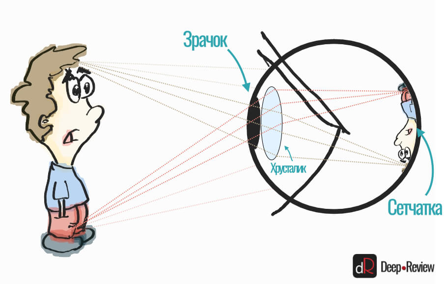 как работает глаз человека