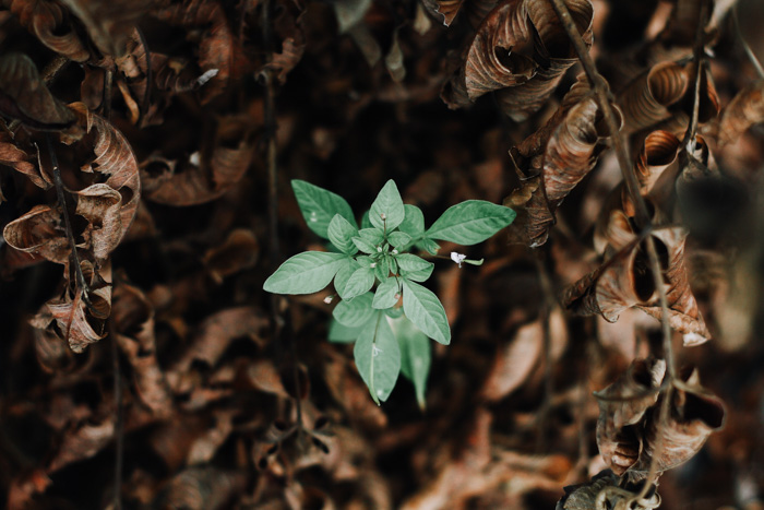 Overhead image of a perfectly exposed green plant amongst brown leaves