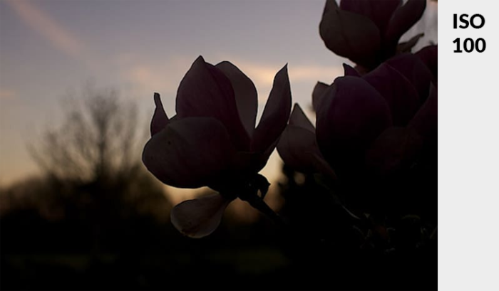 Photo of a pink flower in low light - demonstrating ideal exposure and ISO