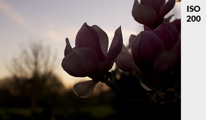 Photo of a pink flower in low light - demonstrating ideal exposure taken at ISO 200.