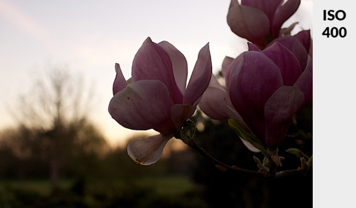 Photo of a pink flower in low light - demonstrating ideal exposure taken at ISO 400.