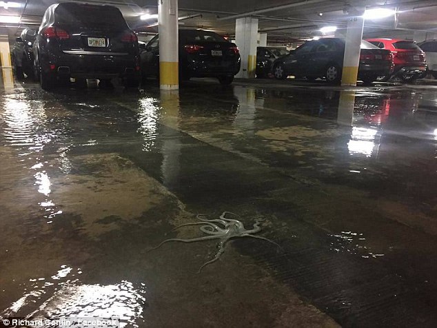 An octopus was discovered in a parking garage in Miami Beach on Monday after a 
