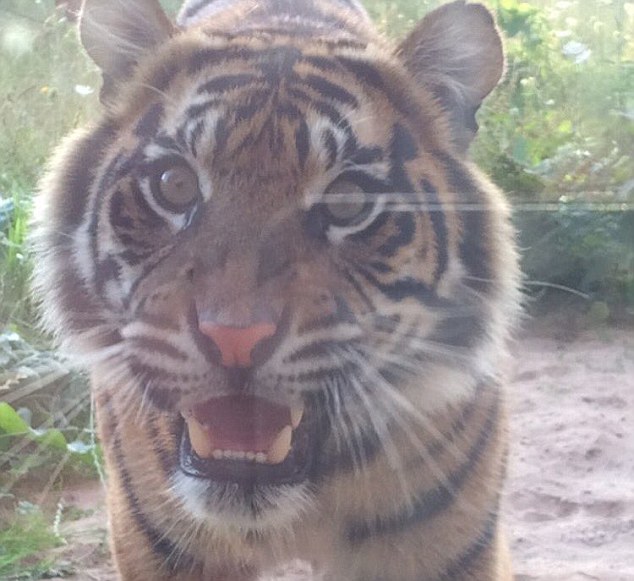 If someone is sent a picture through WhatsApp, it will automatically be stored in their camera roll even before they have opened it to look at. This mysterious picture of a tiger appeared in someone