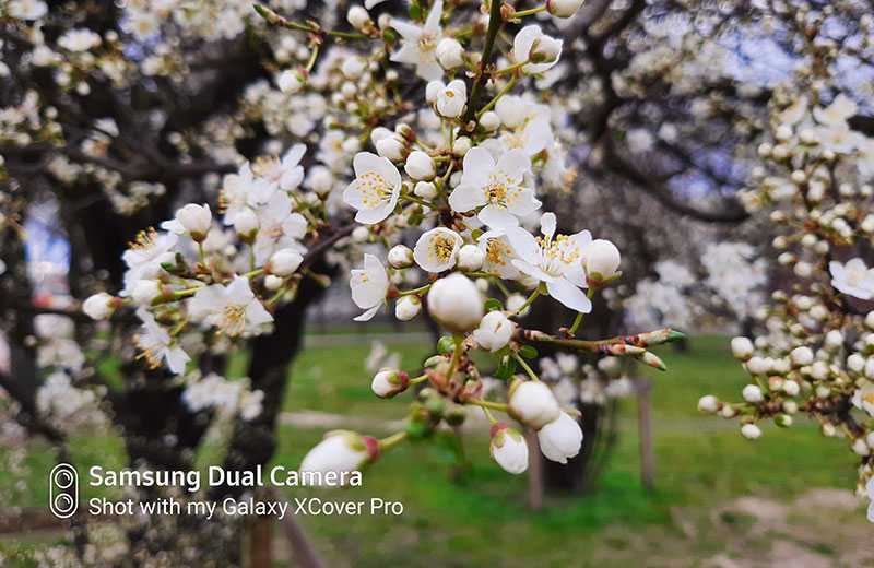 Samsung Galaxy Xcover Pro фотографии