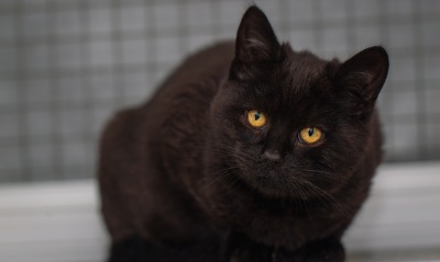 котенок черный кот